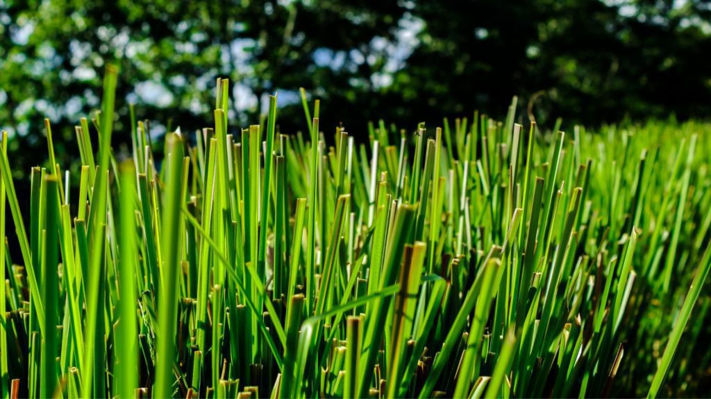 L'herbe de vétiver, une plante tropicale robuste utilisée pour la dépollution des sols