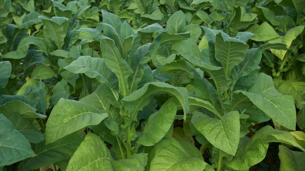 Plante de tabac, utilisée en phytorémédiation pour éliminer les contaminants du sol