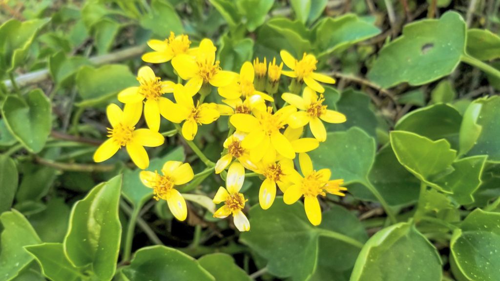 Senecio inaequidens, une plante à fleurs jaunes, utilisée dans la phytorémédiation